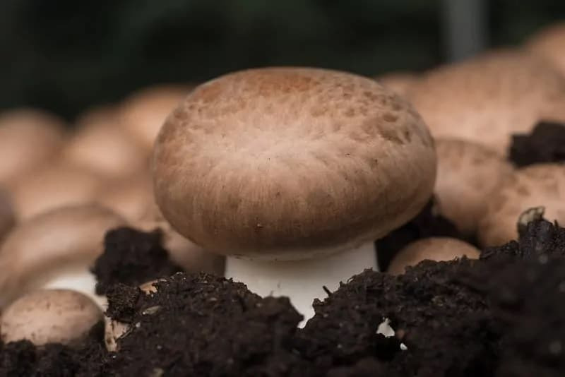 how long does it take to grow mushrooms