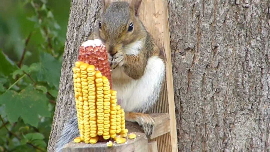 keep squirrels from eating your corn