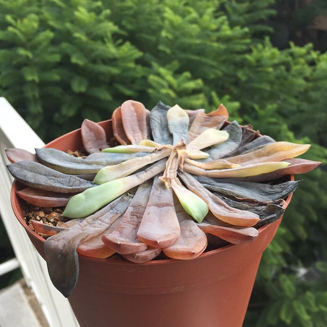 overwatered succulent