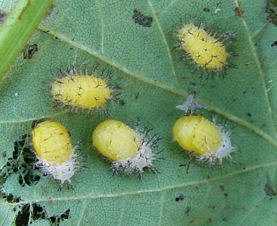 edamame pests and diseases