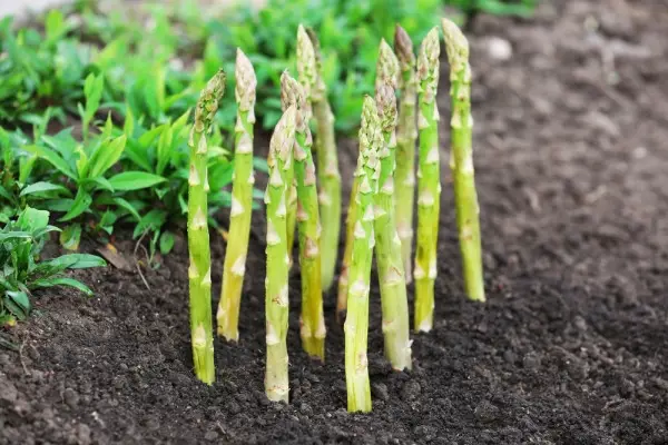 how to grow asparagus from cuttings