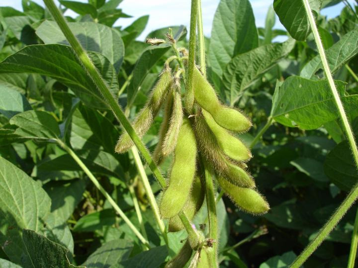 how to grow edamame