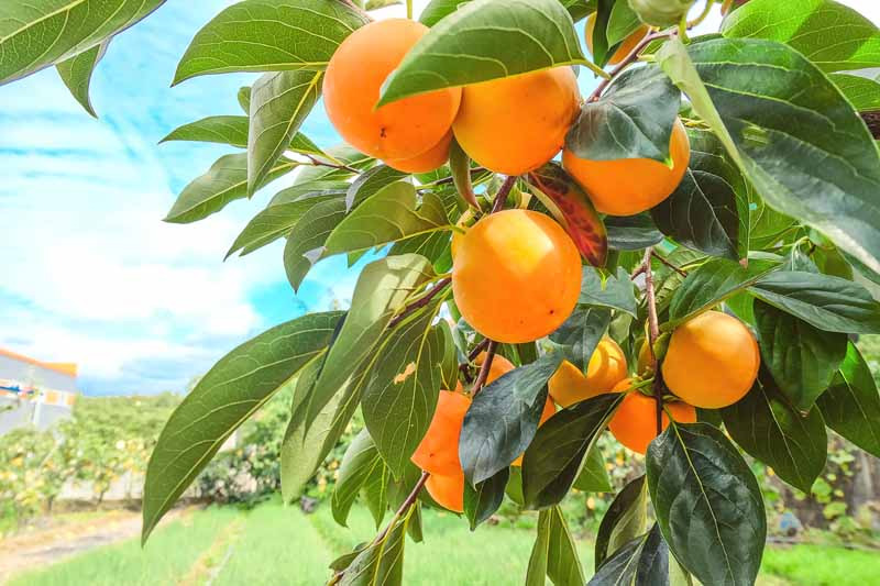 how to grow persimmon from seed