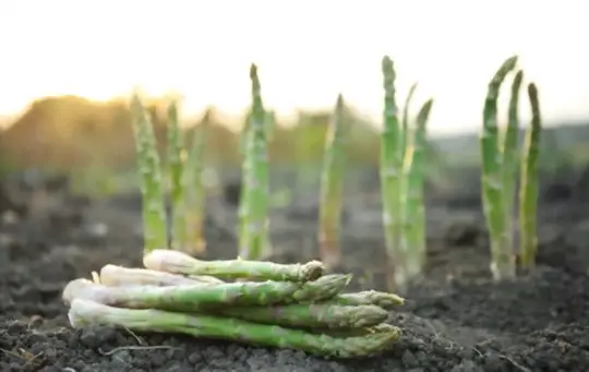 how to propagate asparagus