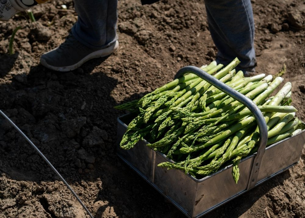 how to winterize asparagus plants