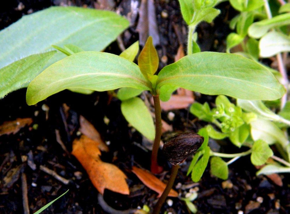 persimmon seedling