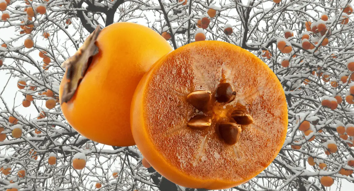 How to Grow Persimmon From Seed Plant Instructions
