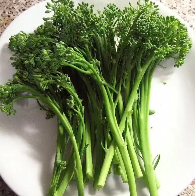 how to grow broccolini