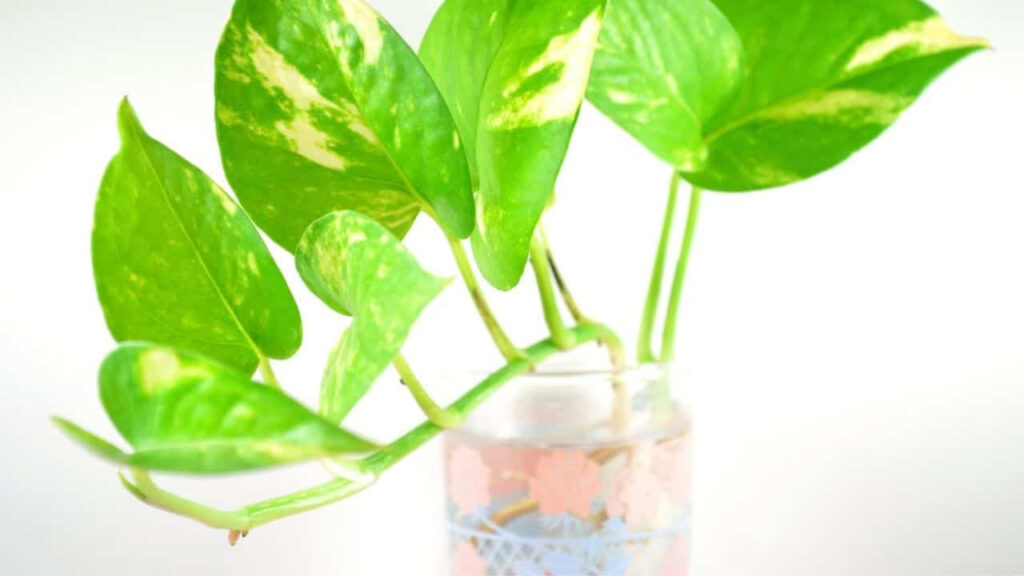 grow pothos in water