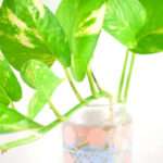 How to Make Pothos Grow Faster