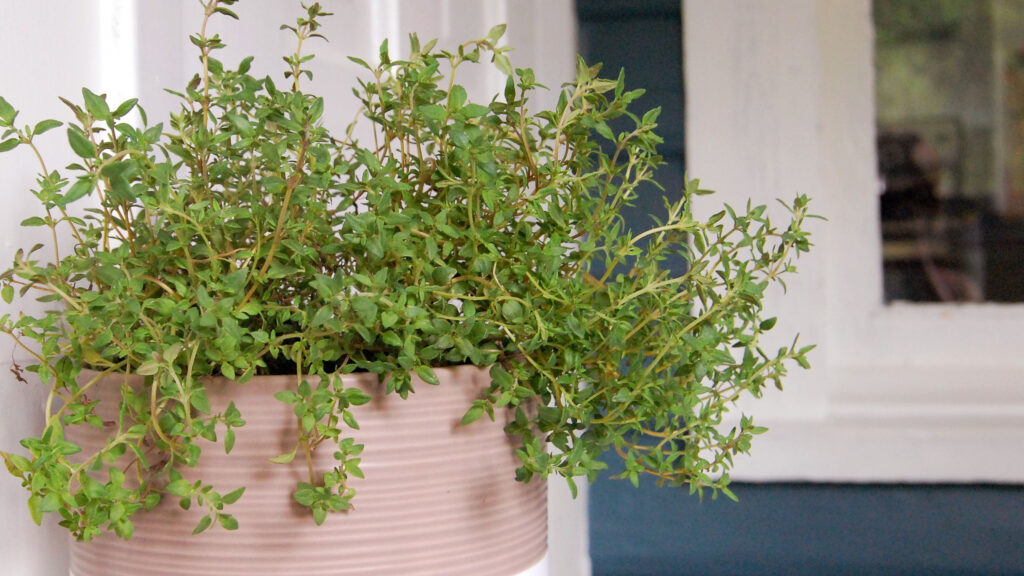 grow thyme indoors