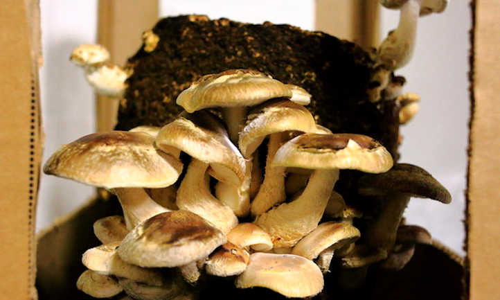 growing shiitake mushrooms