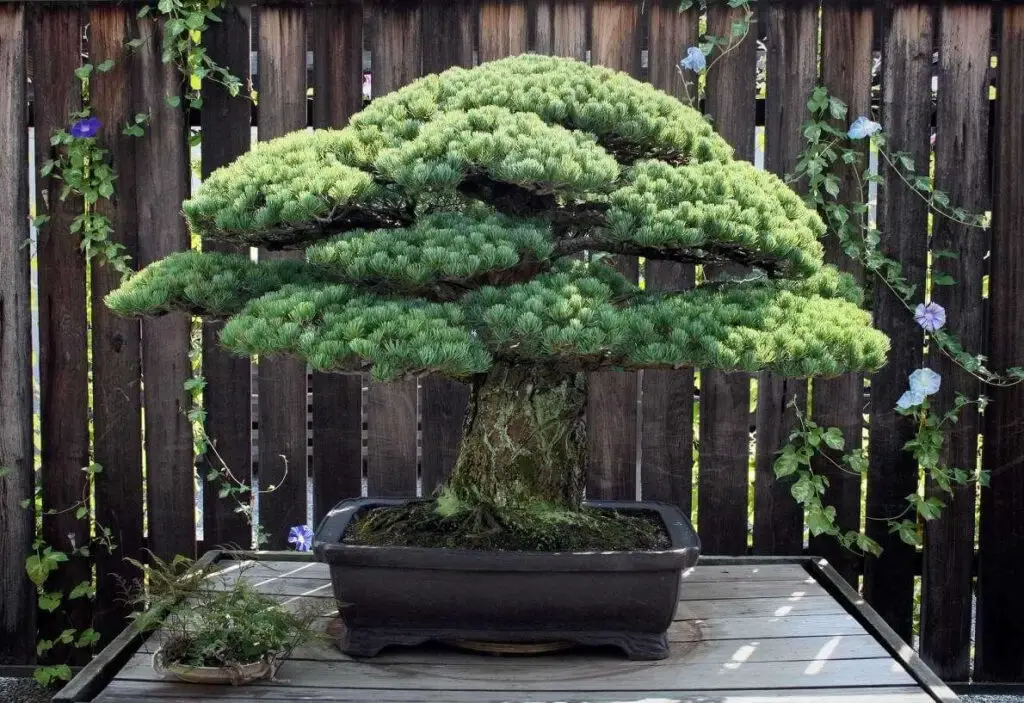 how to grow a bonsai tree