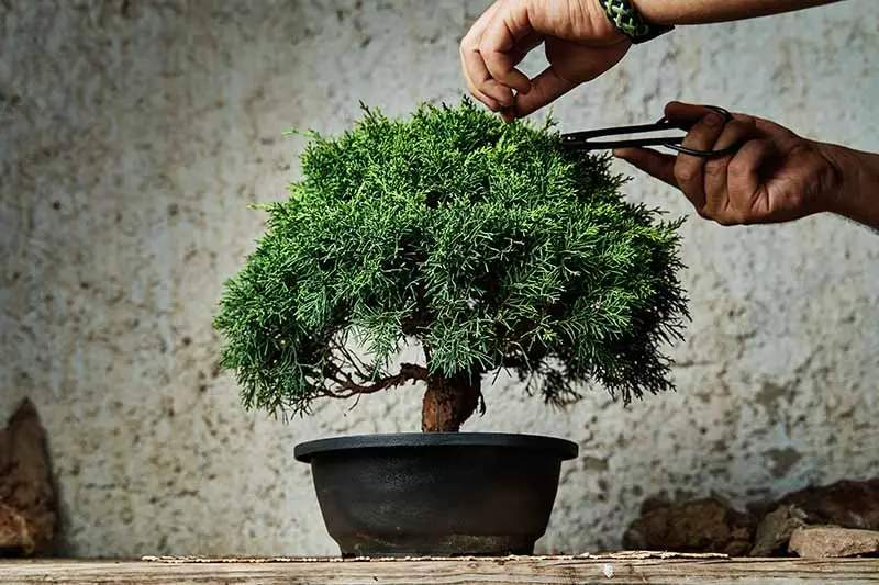 how to grow a bonsai tree from seed