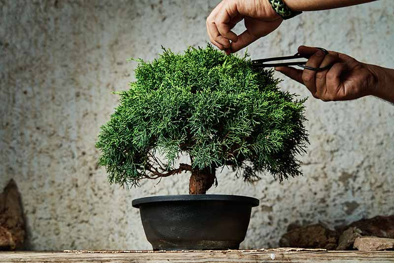 How to Grow a Bonsai Tree From Seed