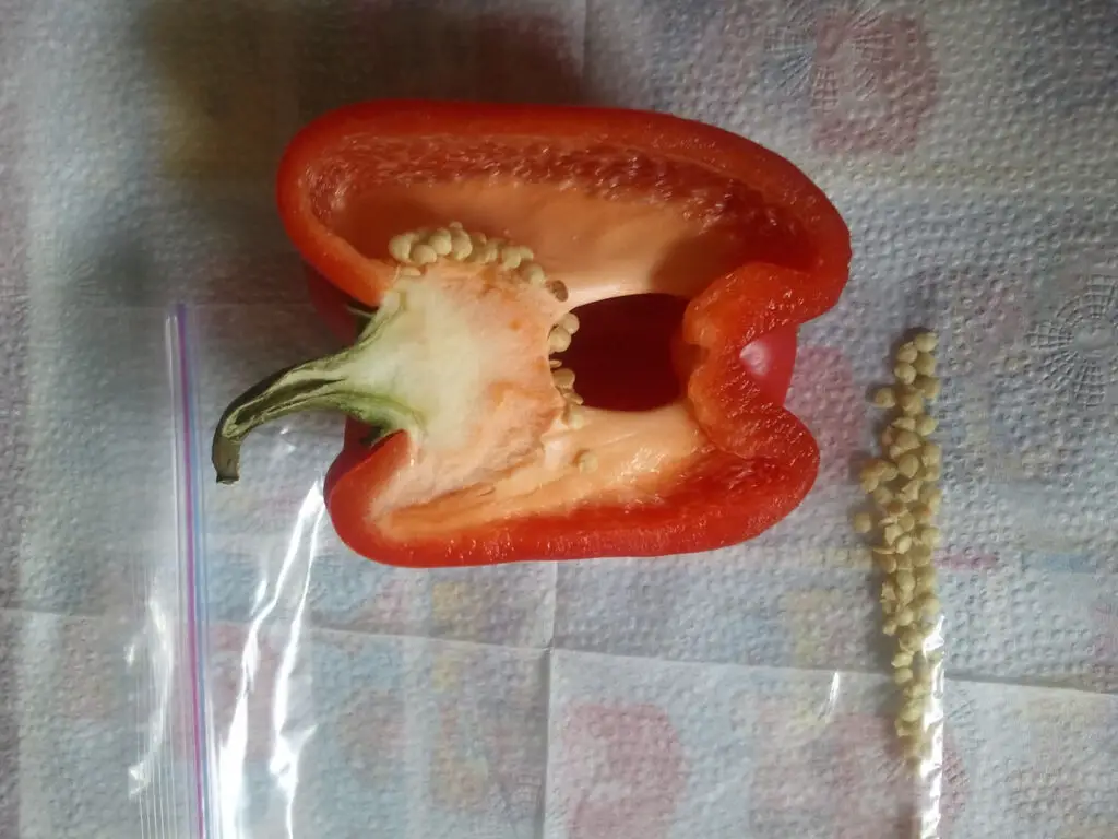 how to grow bell peppers from scrap