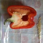 How to Grow Bell Peppers From Scrap