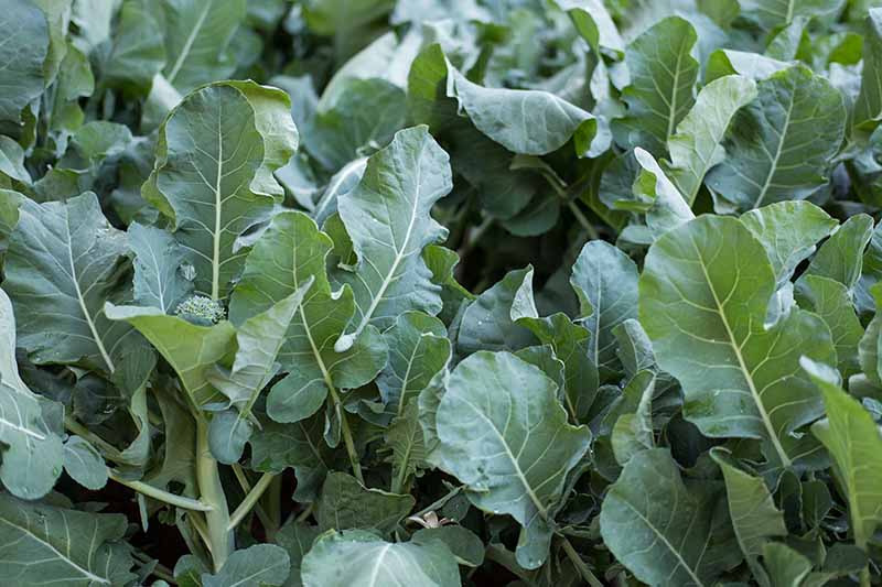 broccolini plant