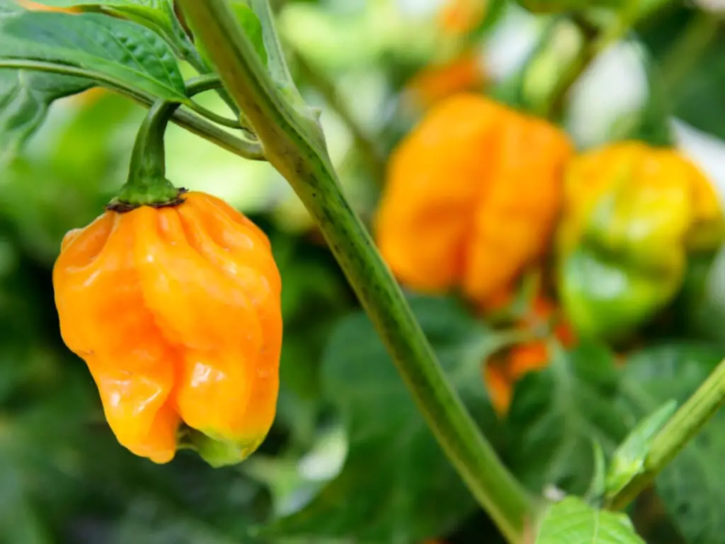 how to grow habanero peppers