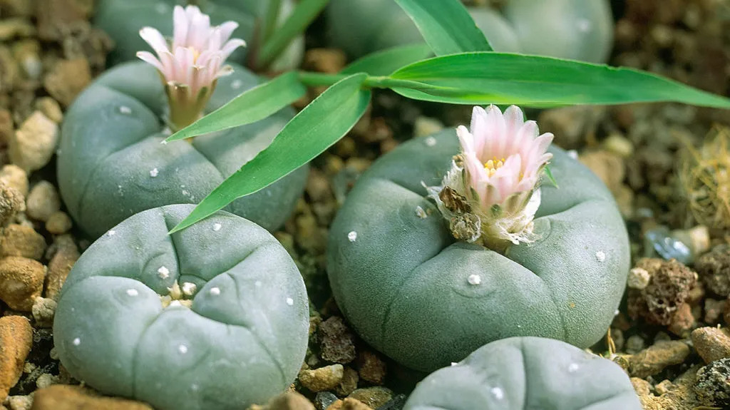 how to grow peyote