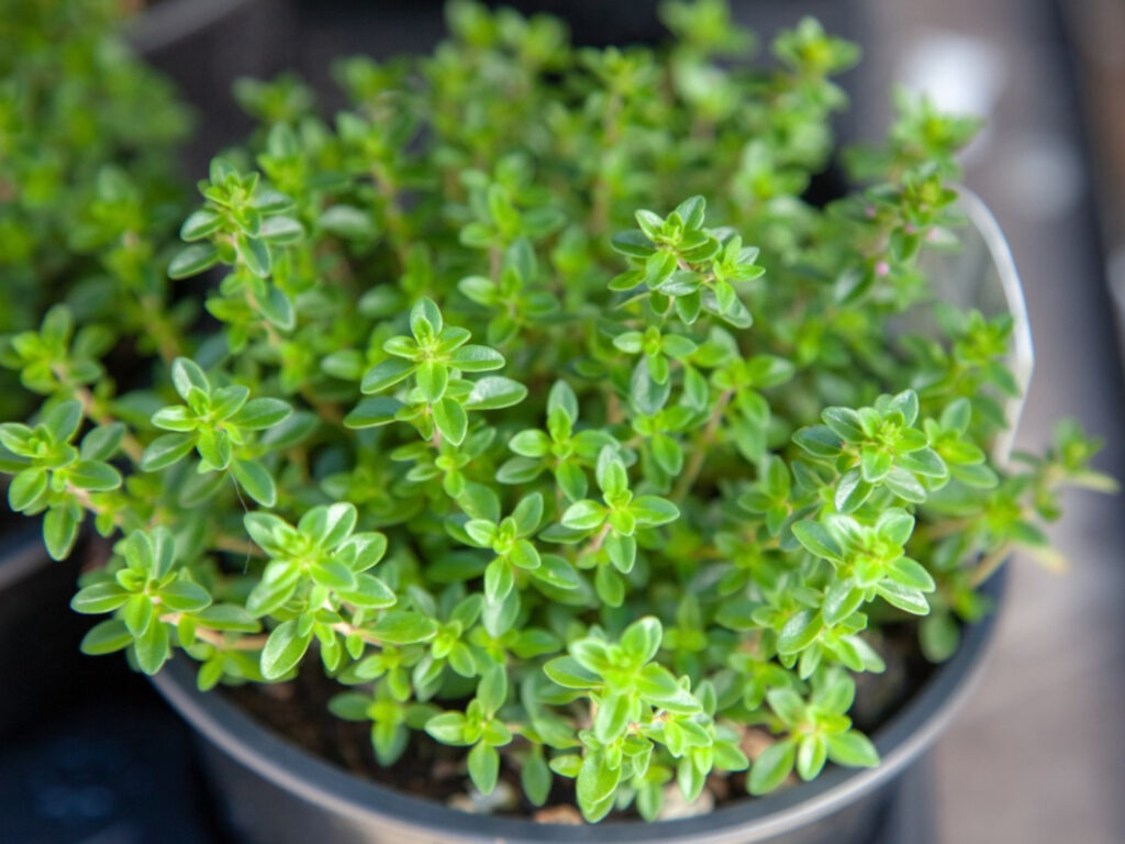 how to grow thyme indoors