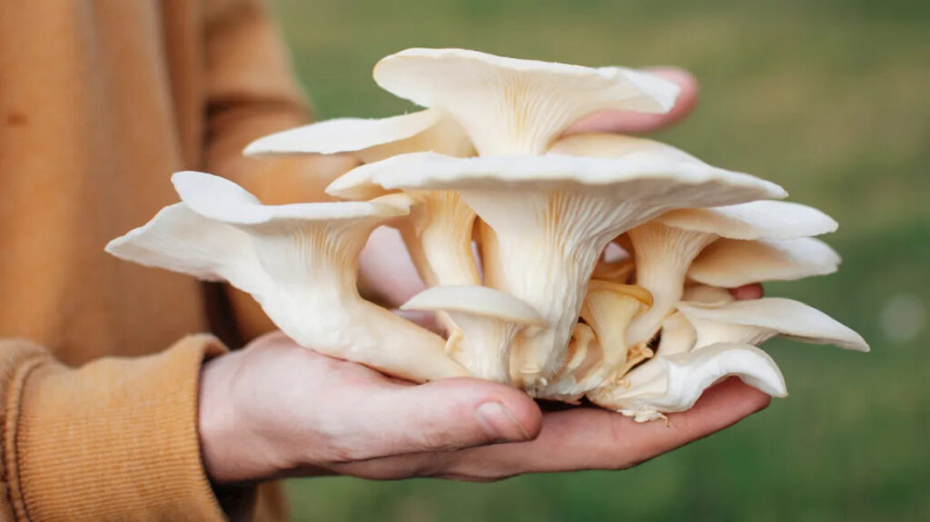 oyster mushrooms