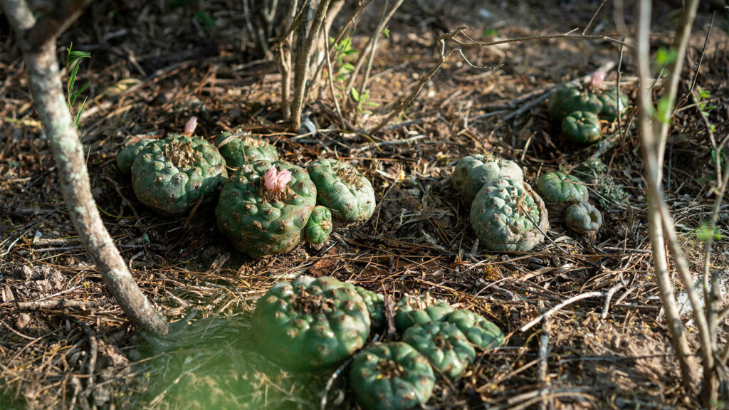 peyote plant