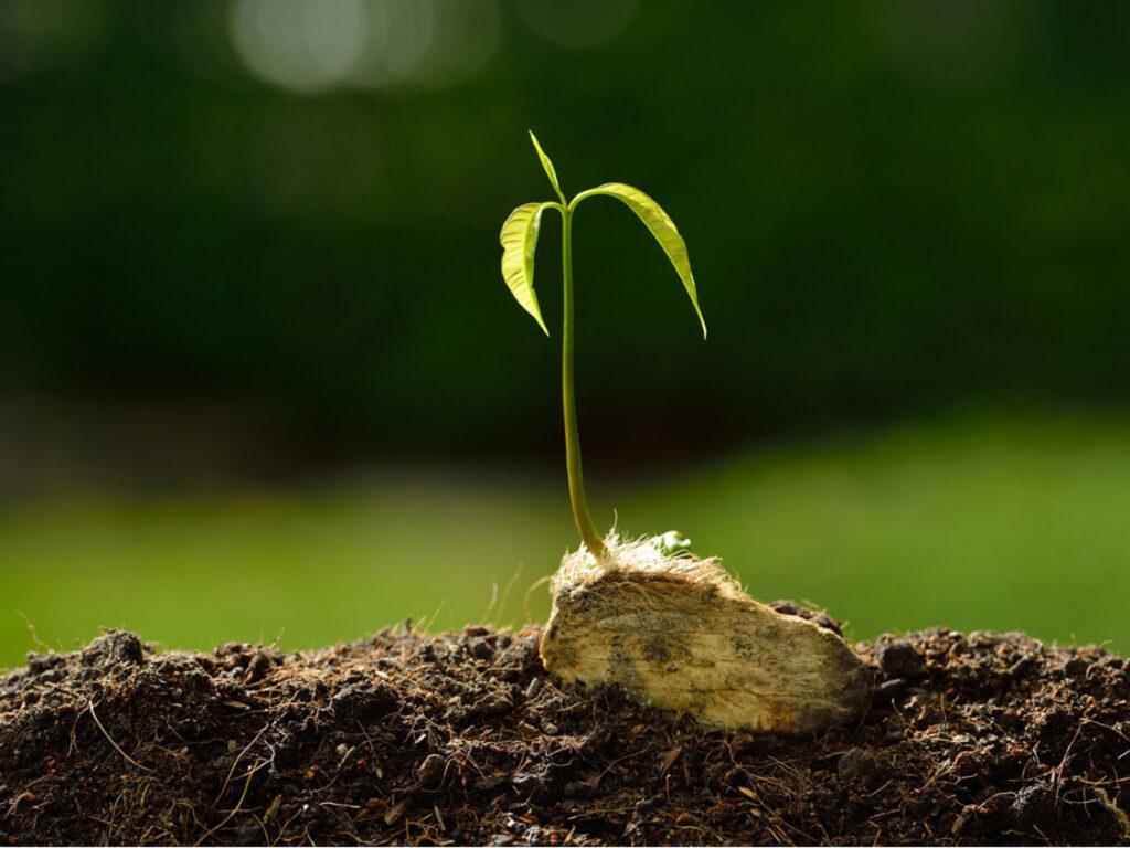 plum seedling