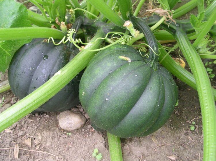 Acorn Squash Plant 