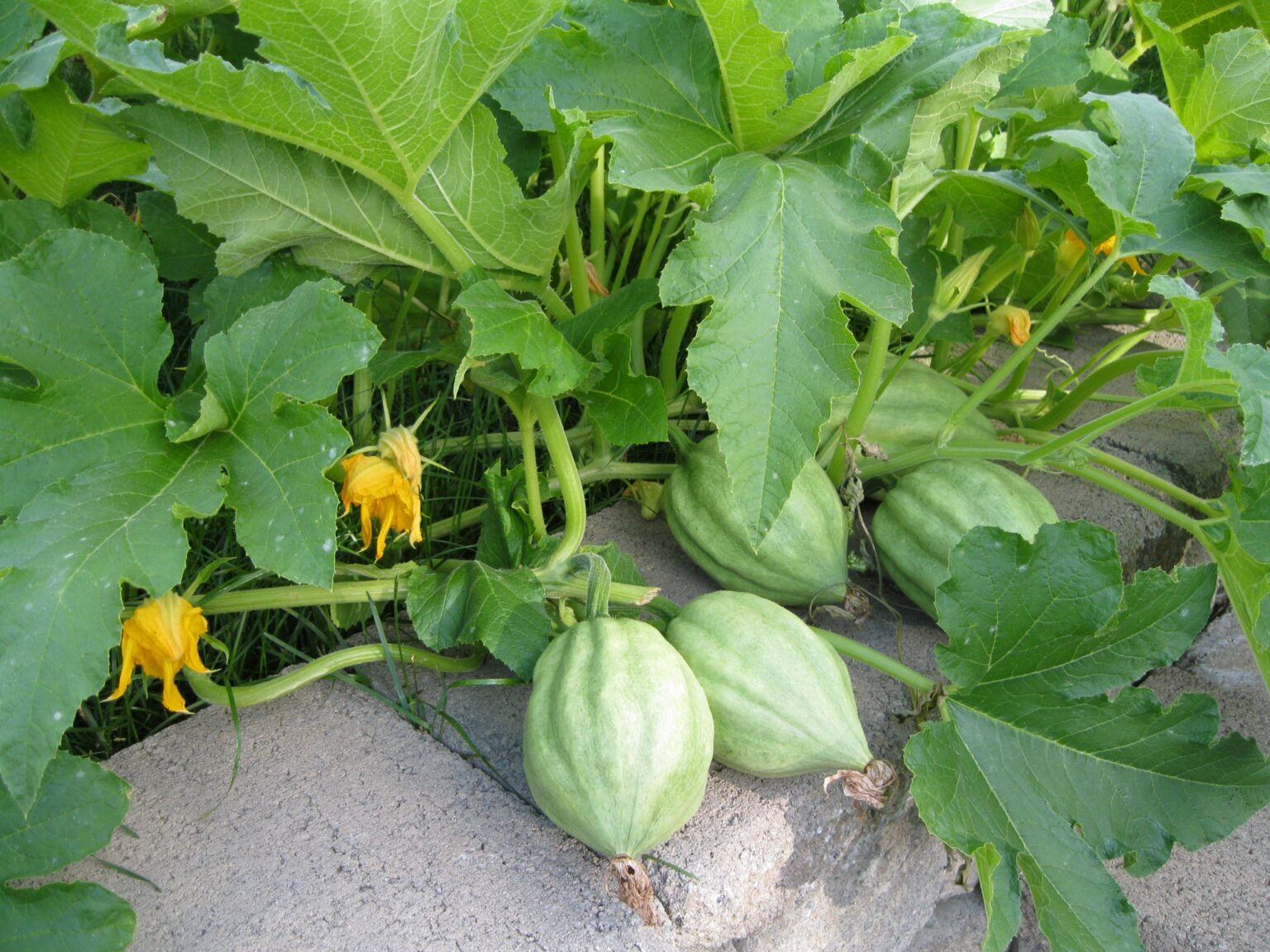 How To Grow Acorn Squash Plant Instructions   How To Grow Acorn Quash 1536x1152 