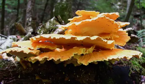 how to grow chicken of the woods