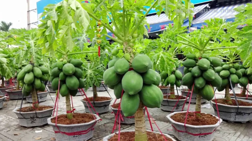 how to grow papaya in pots