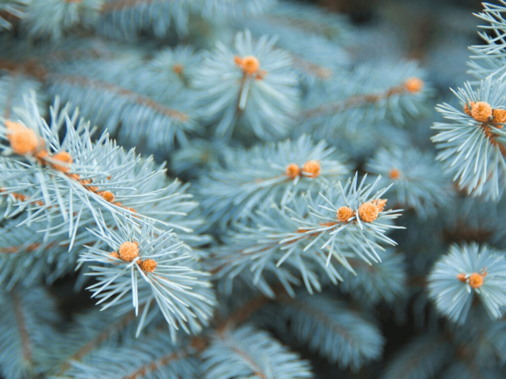 colorado blue spruce