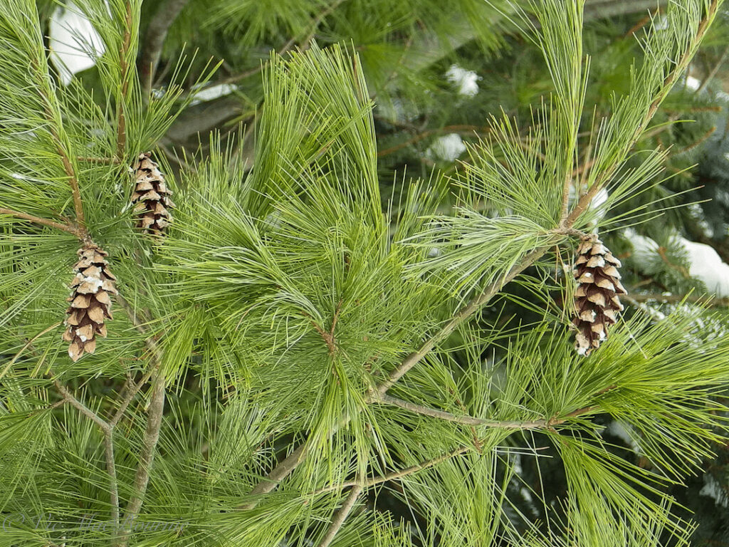 eastern white pine