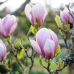 How to Grow Magnolia From Seed