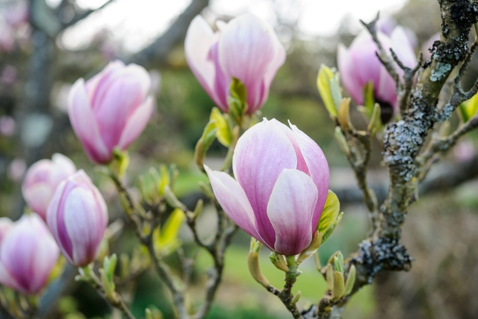 grow magnolia tree