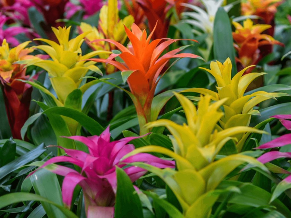 guzmania