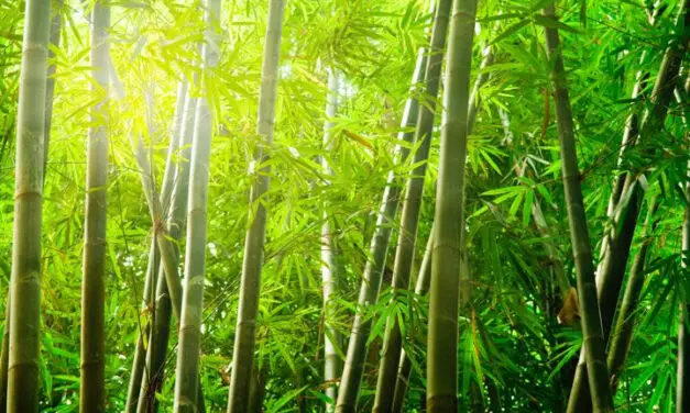 How to Grow Bamboo From Seeds
