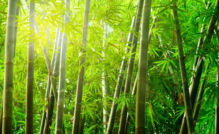 how to grow bamboo from seeds