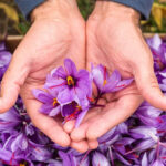 How to Grow Saffron Indoors