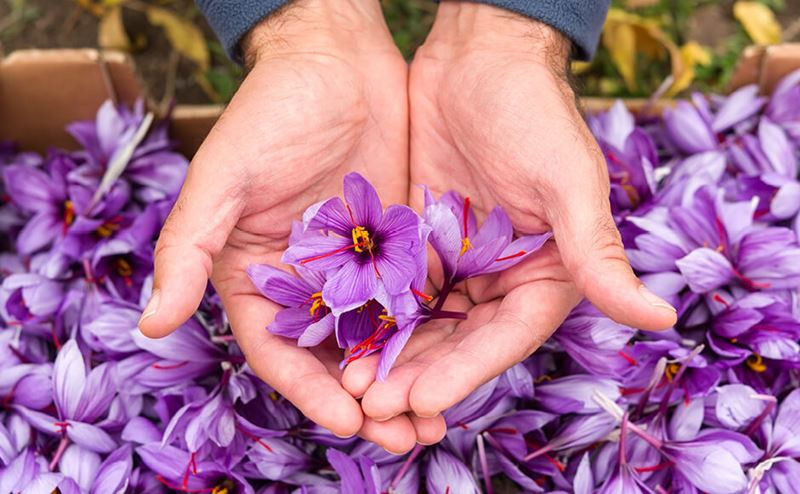 how to grow saffron indoors