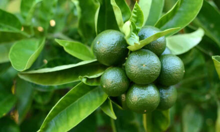 How to Grow a Lime Tree From Seed