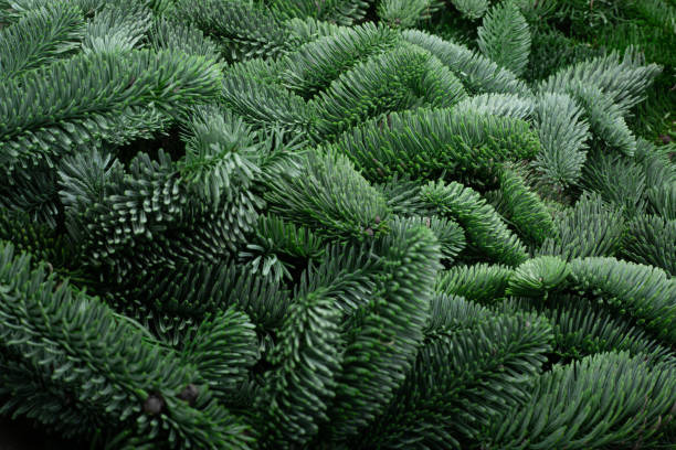 noble fir