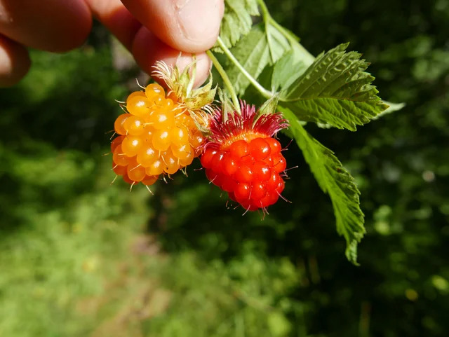 salmonberries