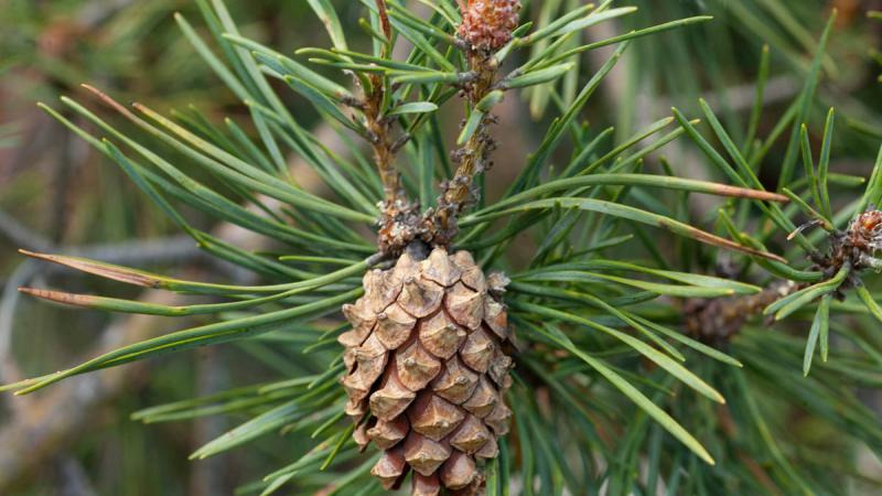 scots pine