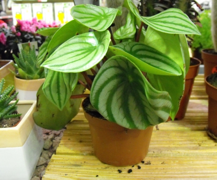 watermelon peperomia