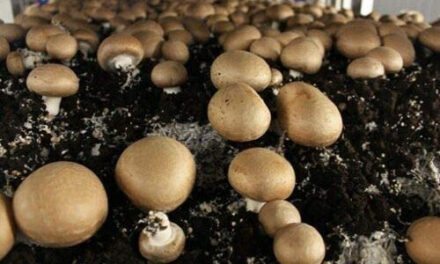 How to Grow Baby Bella Mushrooms