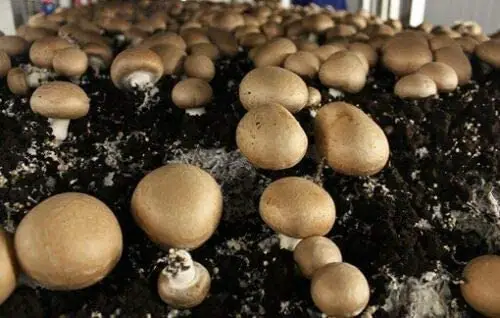 how to grow baby bella mushrooms