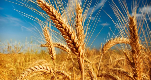 to Grow Barley - Plant Instructions