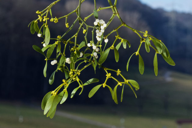 how to grow mistletoe